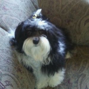 Meet your Posher, Patti